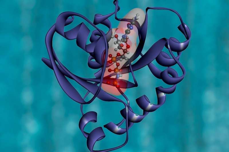 Ribosomes team up in difficult situations, new imaging method reveals