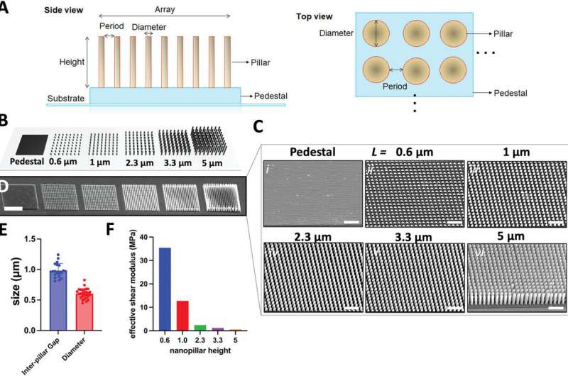 3D-printed nanopillars mimic brain environment to promote neuron growth