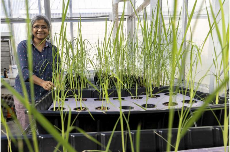 Rice breeders explore gene editing to enhance nighttime heat tolerance