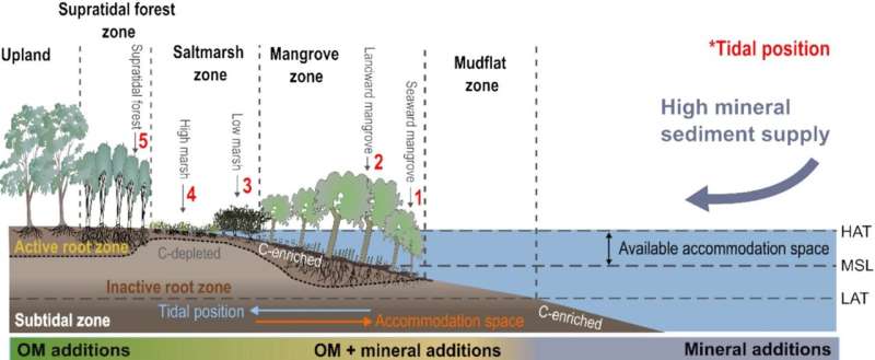 Study highlights the vital role of coastal wetlands