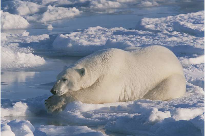 Greasy hair gives polar bears fur with anti-icing properties