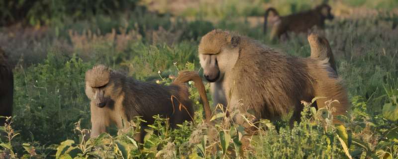 Being a ladies’ man comes at a price for alpha male baboons