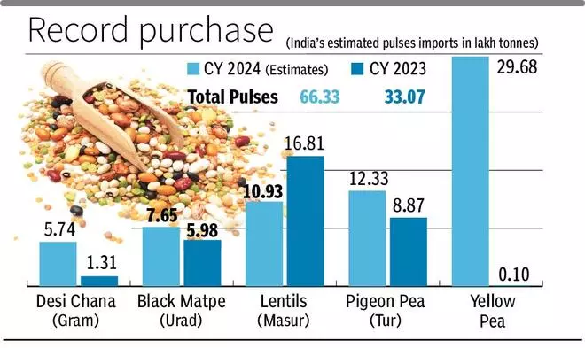 Pulses import double to record 66.33 lakh tonnes during 2024