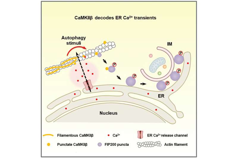 CaMKIIβ key in transducing Ca²⁺ transients to initiate autophagosome formation: Study