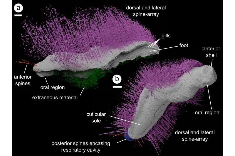 Discovery of ‘Punk’ and ‘Emo’ fossils challenges our understanding of ancient mollusks