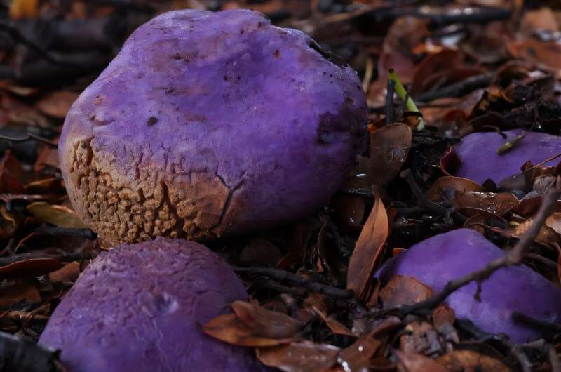 DNA study shows extinct moa consumed colorful truffle-like fungi in New Zealand