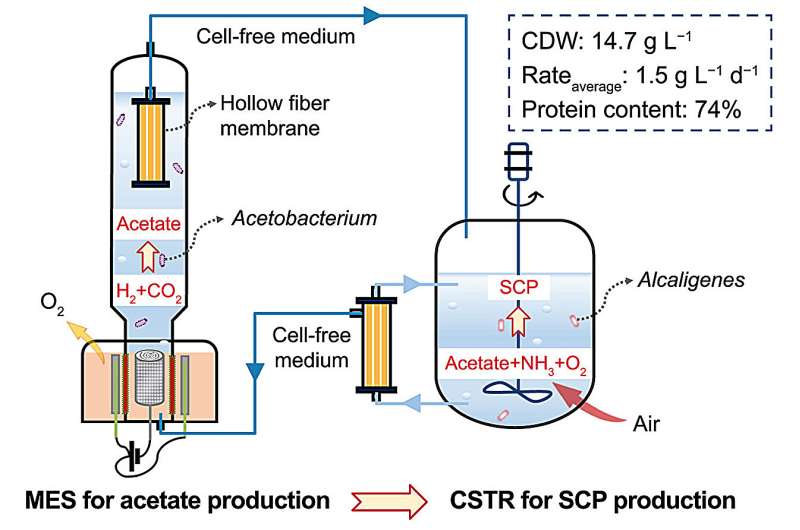 Dual-reactor system converts CO₂ to consumable single-cell protein