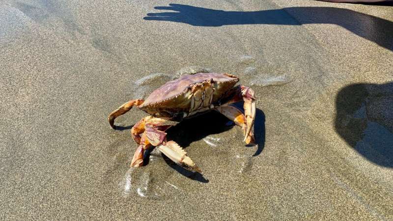 Dungeness crab fishery delayed till after the new year as whale entanglements hit a six-year high