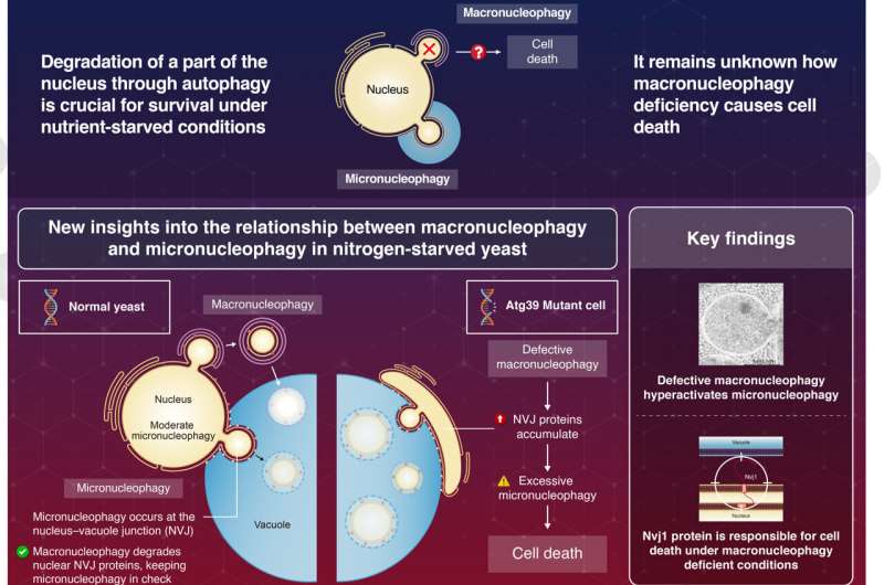 How macronucleophagy ensures survival in nitrogen-starved yeast