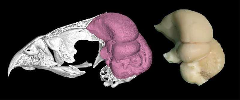 Largest study of its kind proves ‘bird brain’ is a misnomer