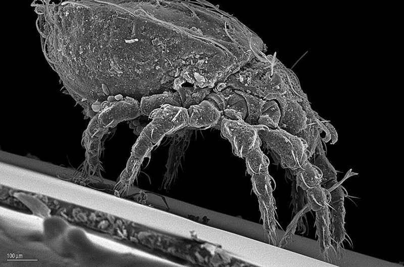 How asexual mites generate genetic diversity and ensure survival