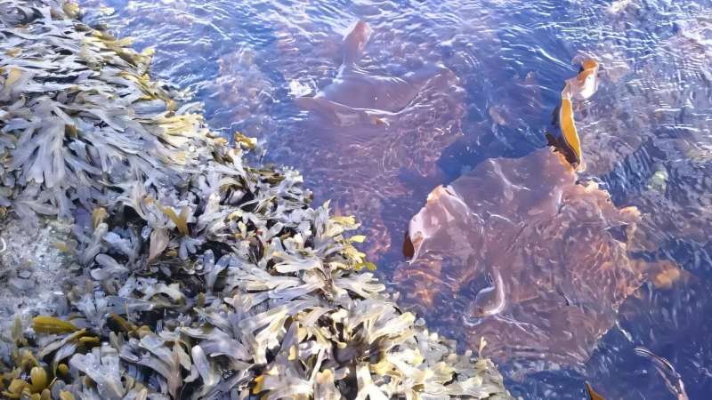 Fermenting seaweed could boost consumption