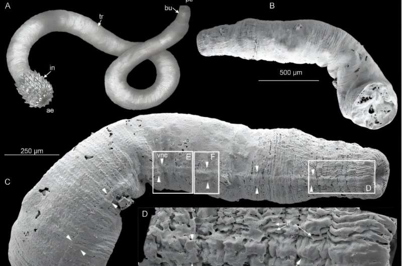 Fossil discovery sheds light on the early evolution of animal nervous systems