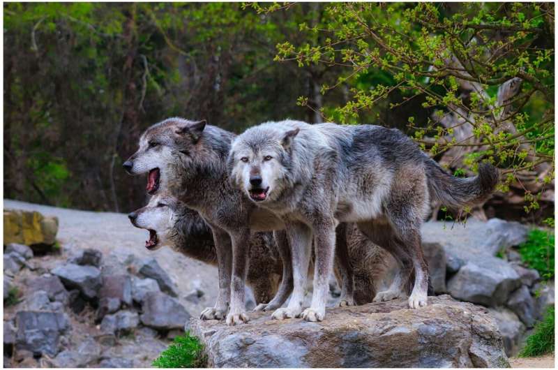 Map shows how far Colorado’s wandering wolves spread out in December