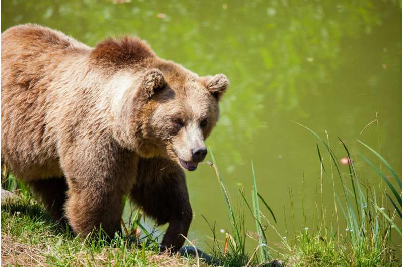 Recreational trails disturb grizzly bears and wolves more than expected