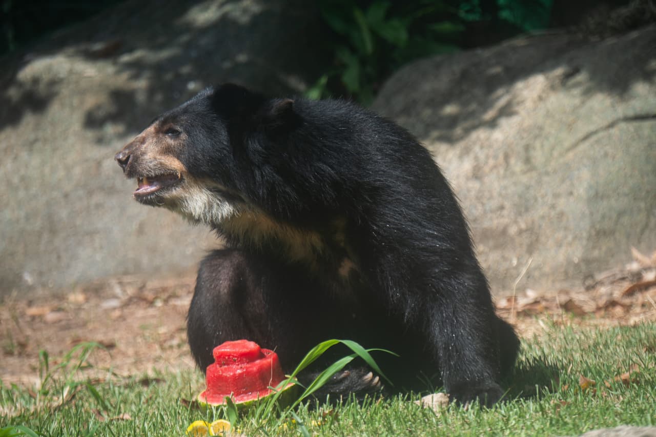 The bears never stood a chance — this month. But Goldman strategist says he’ll turn ‘tactical bear’ after Valentine’s.