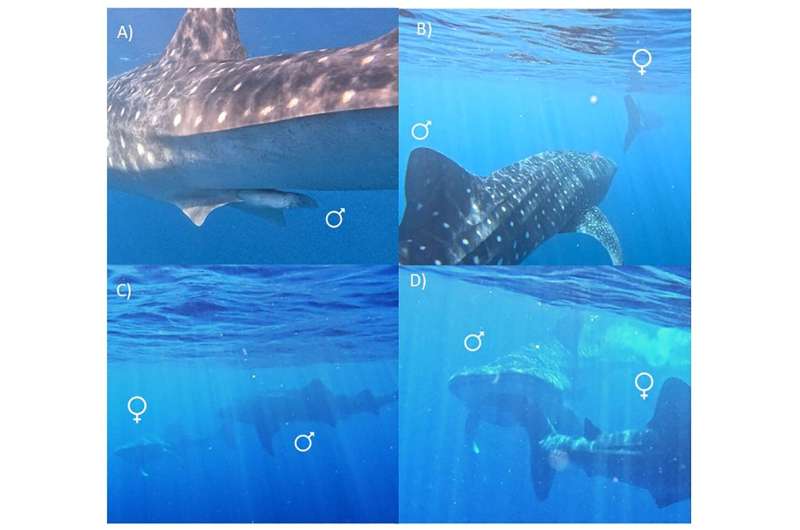 Rare video captures following and biting courtship behavior in elusive whale sharks