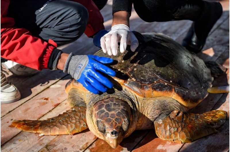 Tunisian rehab barge offers hope for vulnerable sea turtles