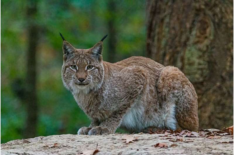 How lynx and wolf reintroductions to Britain could be shaped by preconceptions and psychology