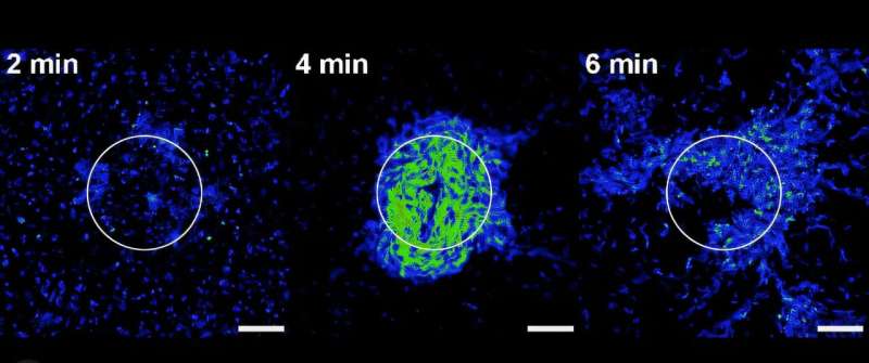 Team manipulates intracellular signal transduction using optogenetic technology