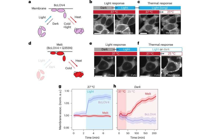 Temperature-sensitive protein module can guide cell activity remotely