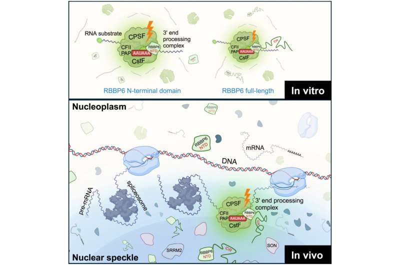 Nuclear speckles identified as key hubs for gene expression regulation