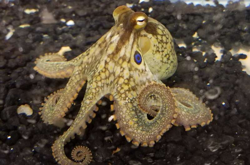 Octopus arms have segmented nervous systems to power extraordinary movements