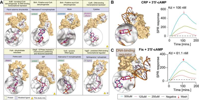 Using AI machine learning to map hidden molecular interactions in bacteria