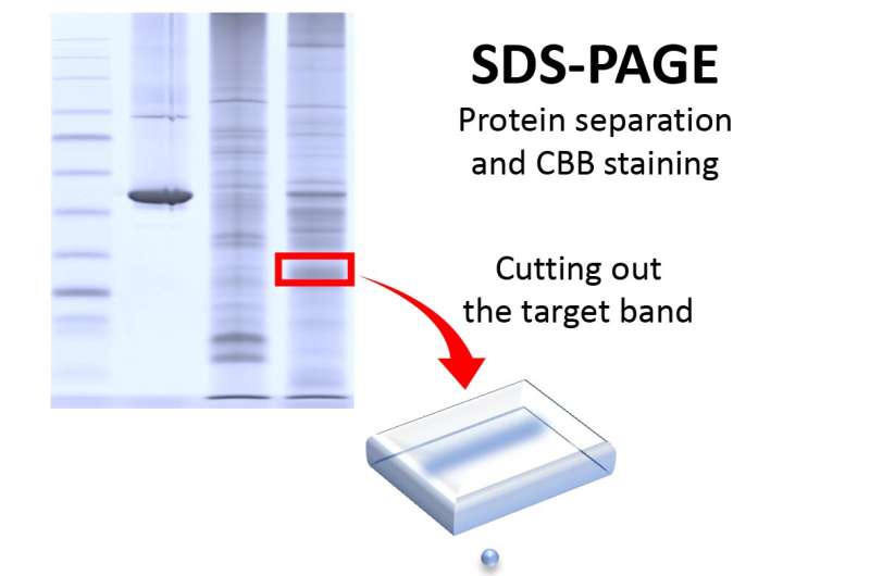 Streamlined protocol reveals chemical structure of cellular proteins on a large scale