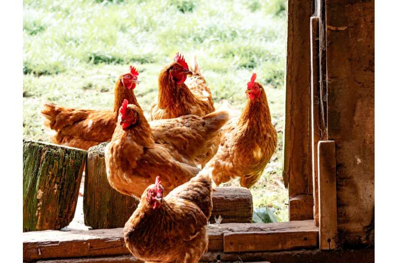 What to know about bird flu in Pennsylvania