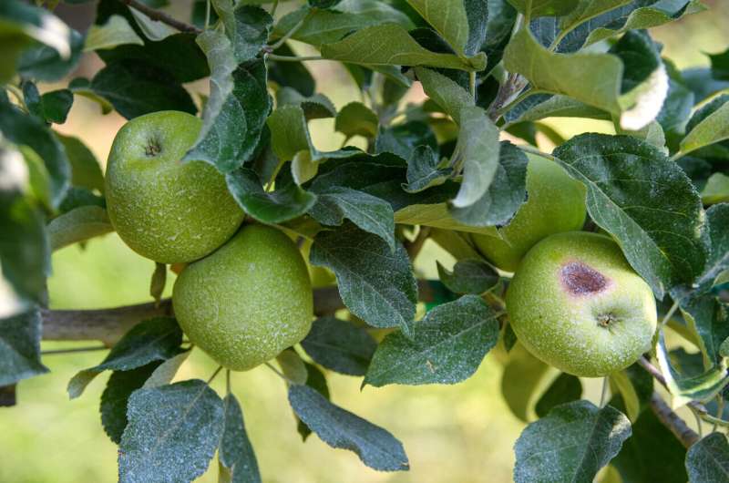 Prime apple growing areas in US face increasing climate risks