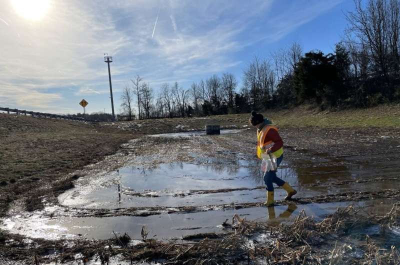 Study reveals native plants’ role in managing road salt pollution