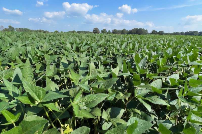 How soybeans tackle nematode invaders