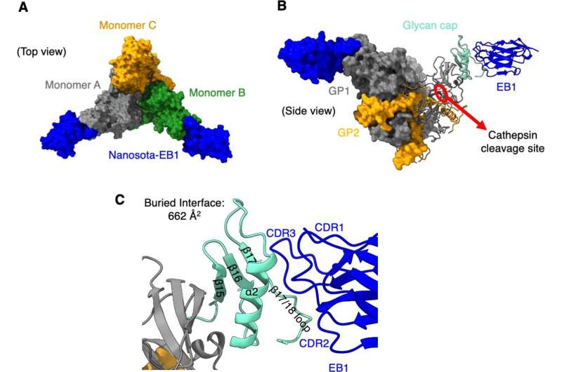 Scientists develop nanobody inhibitors to target deadly Ebola virus