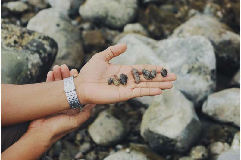 This summer, please leave the sea shells by the seashore