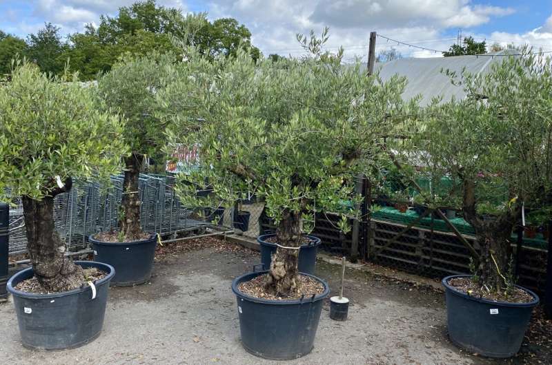 Snakes in potted olive trees ‘tip of the iceberg’ of ornamental plant trade hazards, say researchers