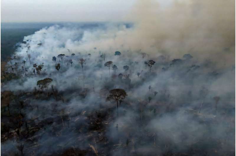 Brazil saw 79% jump in area burned by fires in 2024: monitor