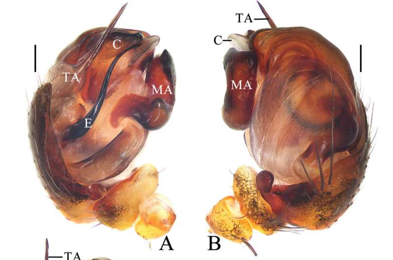 Chinese scientist names new spider species after pop songs