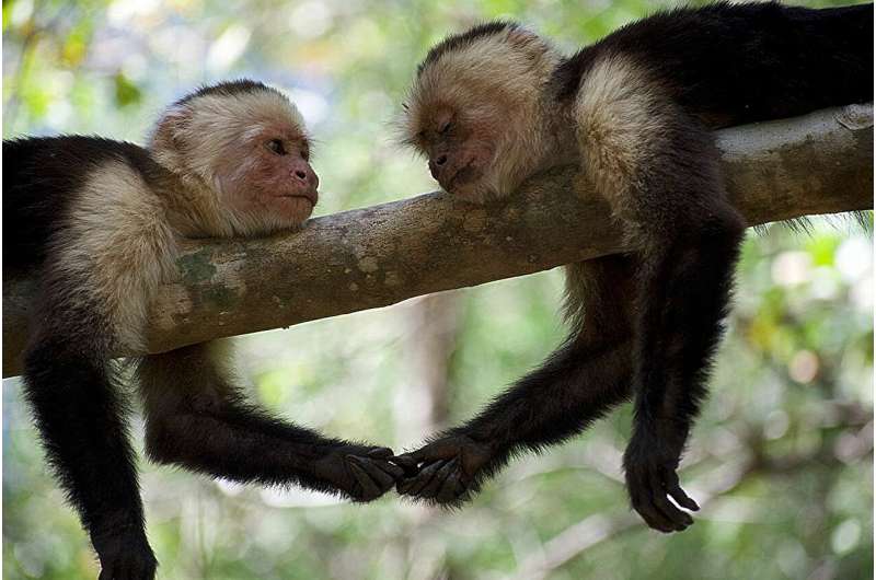 El Niño drought reveals survival advantage in monkeys with robust stress response