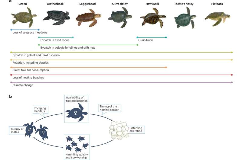 Sea turtles make a comeback as conservation efforts pay off