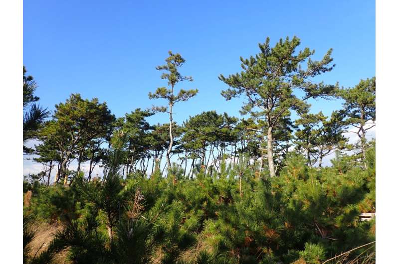 Study identifies coastal black pine trees resistant to tsunamis and strong winds