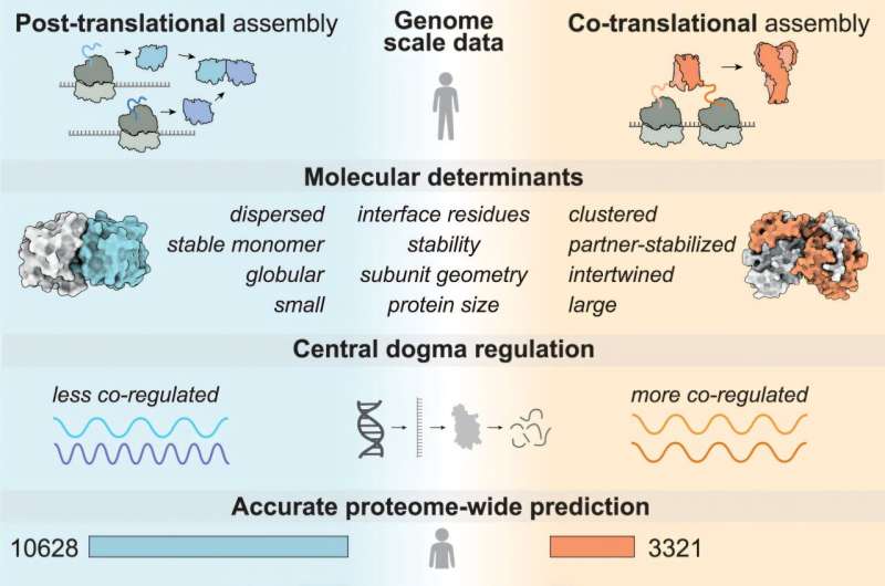 Study reveals how certain proteins assemble as soon as they are synthesized