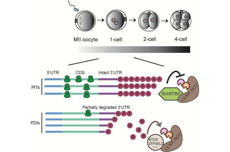 Study reveals new mechanism of mRNA poly(A) tail regulation in early embryos