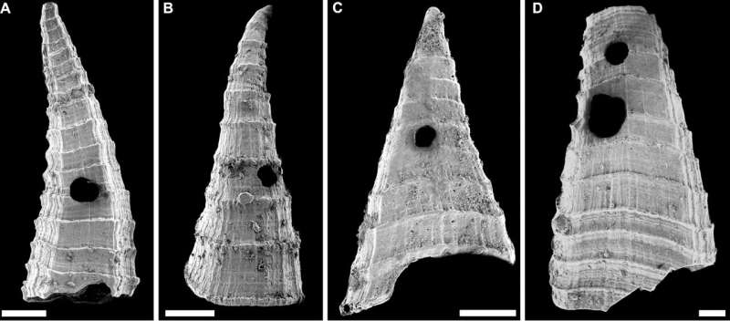 Fossil study reveals oldest-known evolutionary ‘arms race’