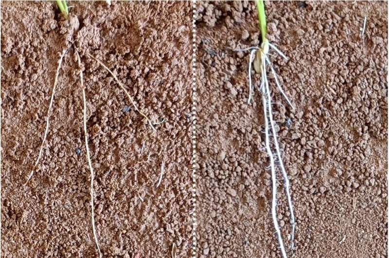 Plant hormones that help roots reach deeper water provide potential strategy for drought-resistant crops