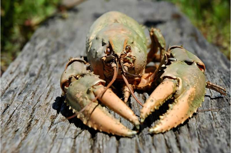 The world’s second largest freshwater crayfish was once plentiful in Australia’s longest river—we’re bringing it back