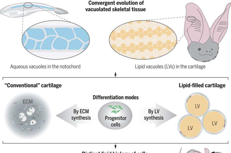 Discovery of new skeletal tissue advances regenerative medicine potential