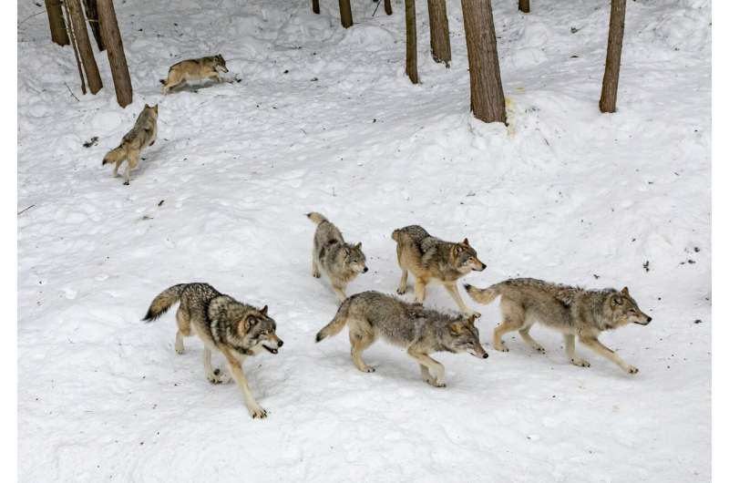 Colorado releases 15 wolves from Canada in second round of historic reintroduction