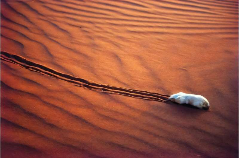 World-first study reveals the mysteries of the desert-dwelling marsupial mole