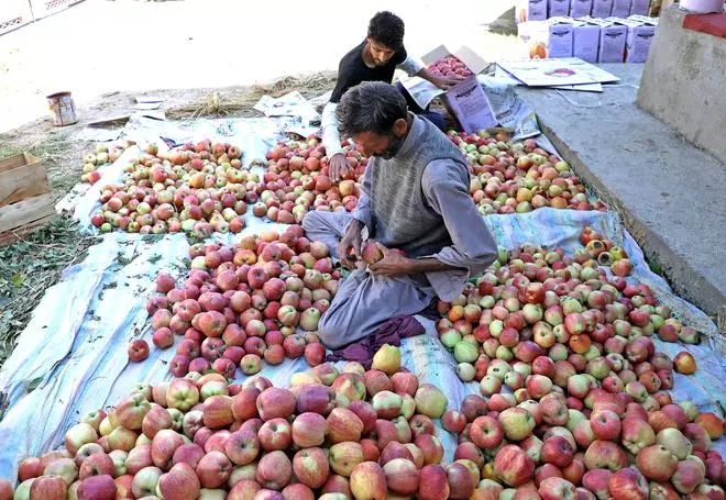 Dip in yield, ripe prices prompt apple growers in Kashmir to sell produce sooner